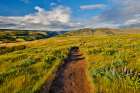 Oregon. Rowena Crest above Columbia River, springtime balsamroot and lupine blooming along trail Art Print
